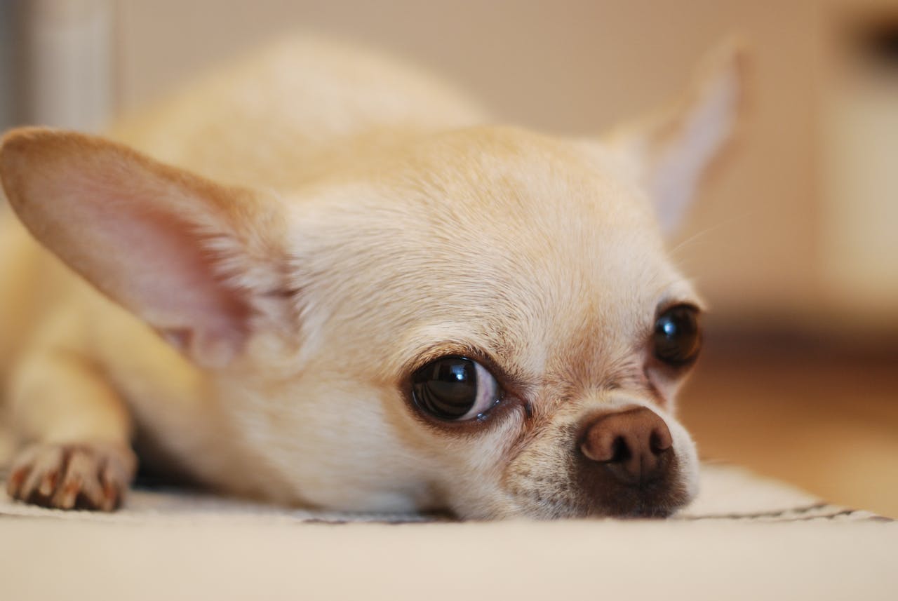 chihuahua - il cane delle star