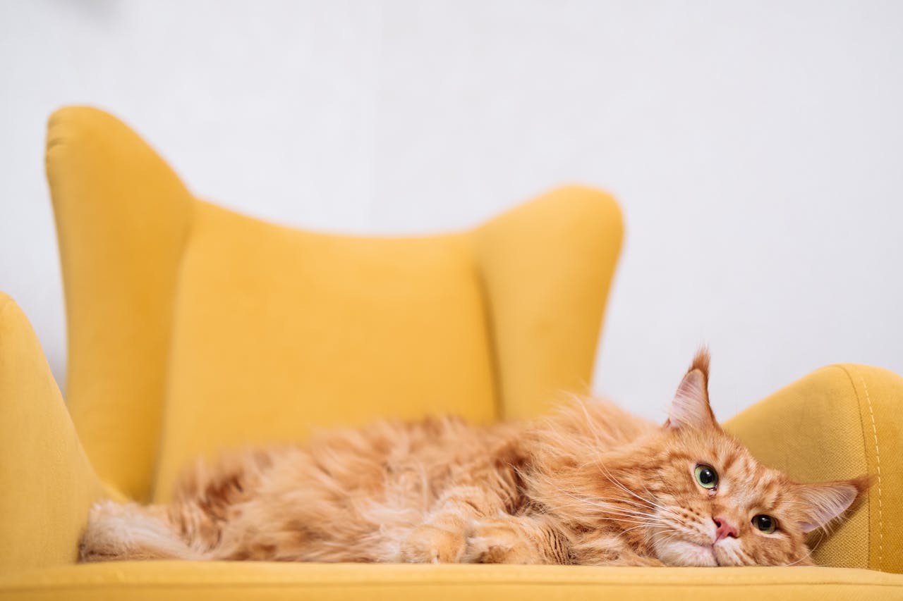 Gatto polidattile: un mondo di zampette curiose