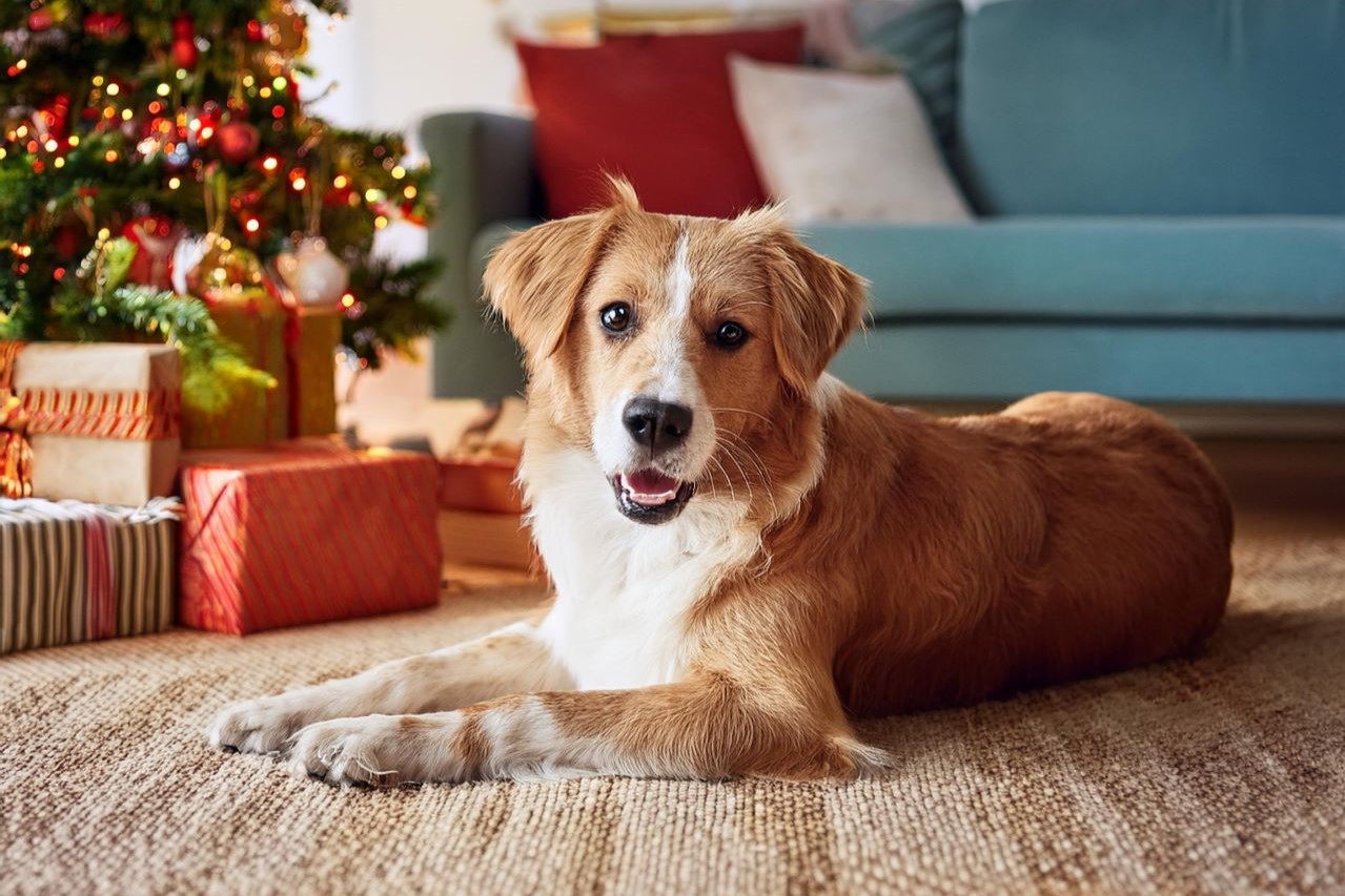 Giochi di Natale fai da te per cani e gatti