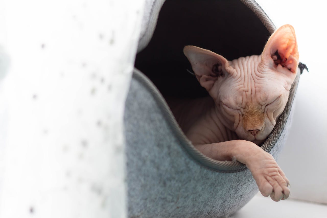 gatto egiziano senza pelo che dorme