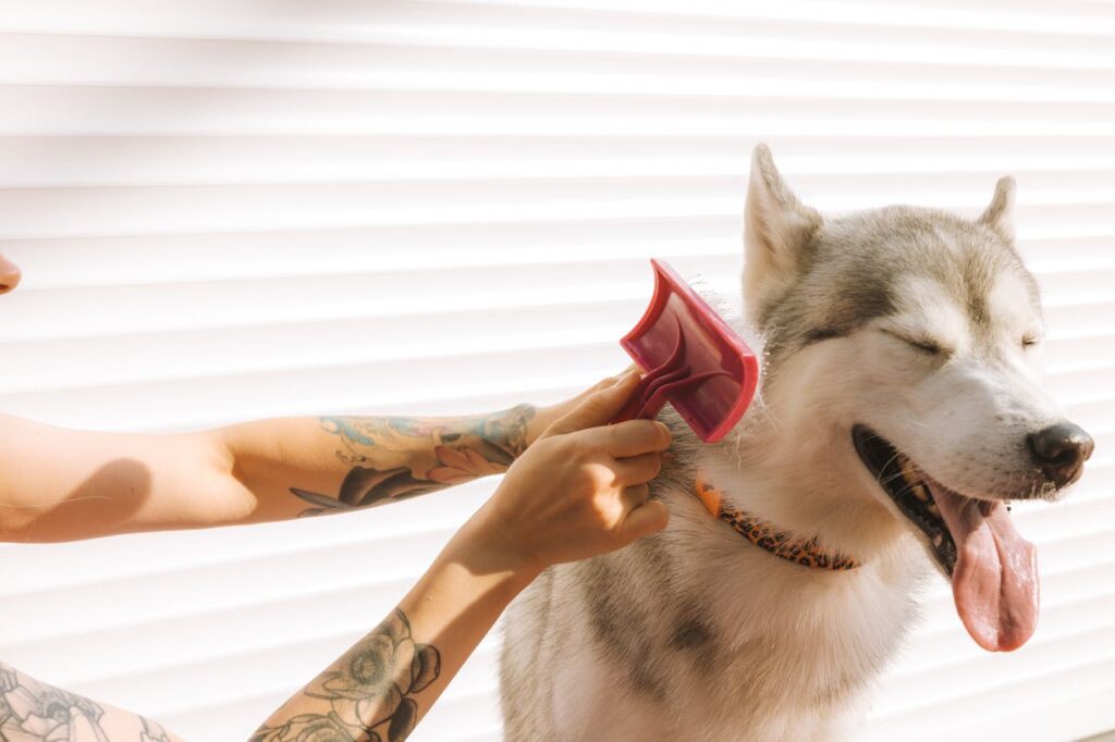 linguaggio canino: padrone che spazzola il cane